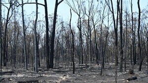 Los incendios calcinan más de 55.000 hectáreas en un parque nacional en Australia