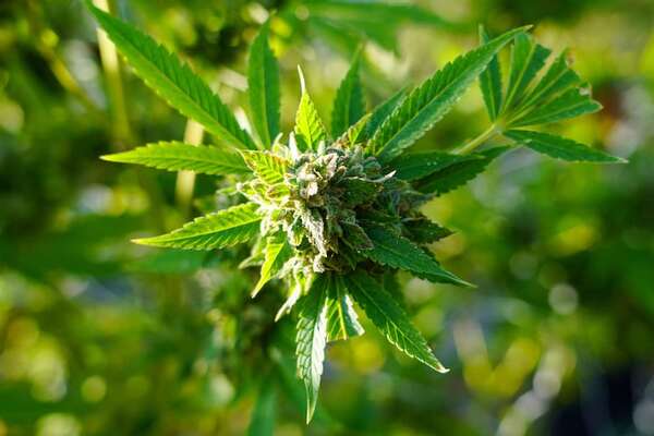 Senacsa habilitó elaboración de balanceados con cannabis industrial: ¿qué implica la disposición? - Economía - ABC Color
