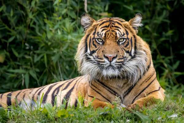 Estas son las diez especies más amenazadas en el mundo, ¿hay alguna sudamericana? - Ciencia - ABC Color