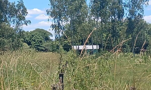 Un prójimo muere tras ser atacado por abejas pochy