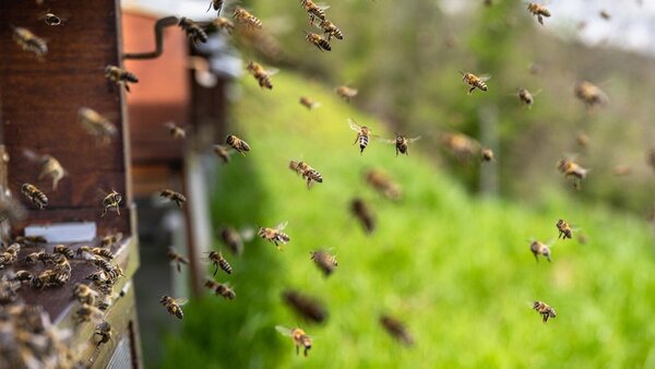 Itapúa: Abejas atacan a tres hombres y uno muere por múltiples picaduras