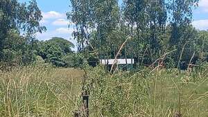 General Delgado: hallaron muerto a un hombre con múltiples picaduras de abejas - Policiales - ABC Color