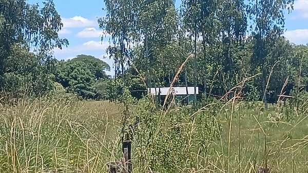 General Delgado: hallaron muerto a un hombre con múltiples picaduras de abejas - Policiales - ABC Color