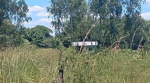 Kava la reina atacó una vivienda y mató a un hombre en Itapúa