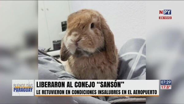 Dinac retuvo a un conejo en condiciones indignas, según su dueña