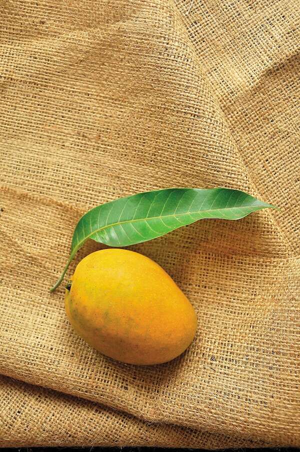 Mango paraguayo apunta a mercados internacionales - Economía - ABC Color