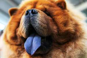 Lengua azul: el misterio de los chow chow - Mascotas - ABC Color