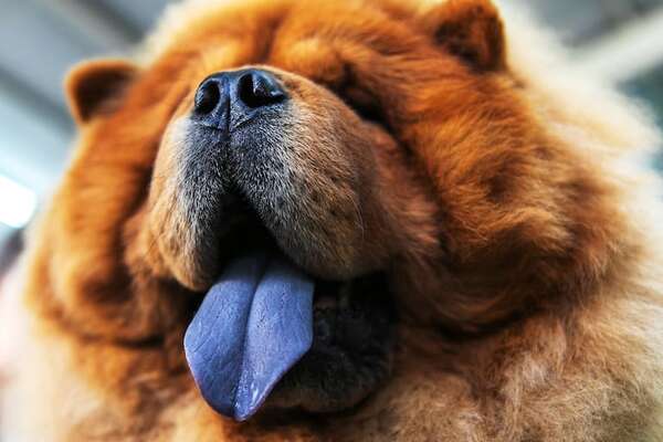 Lengua azul: el misterio de los chow chow - Mascotas - ABC Color