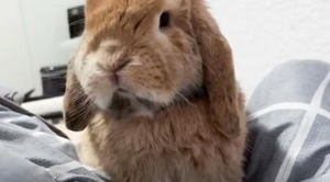 (VIDEO)Conejo de apego fue retenido por falta de papeles en aeropuerto pero upéi se reencontró con su dueña