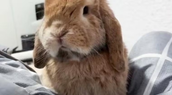 (VIDEO)Conejo de apego fue retenido por falta de papeles en aeropuerto pero upéi se reencontró con su dueña