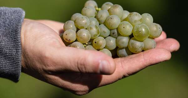 La Nación / Advierten que los niños menores de 5 años no deben comer uvas
