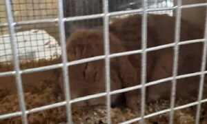 Dueña del conejo Sansón reclama falta de empatía y asesoramiento de Senacsa – Prensa 5