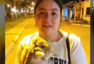 Conejo "Sansón" retenido en el aeropuerto tras llegar desde España - SNT
