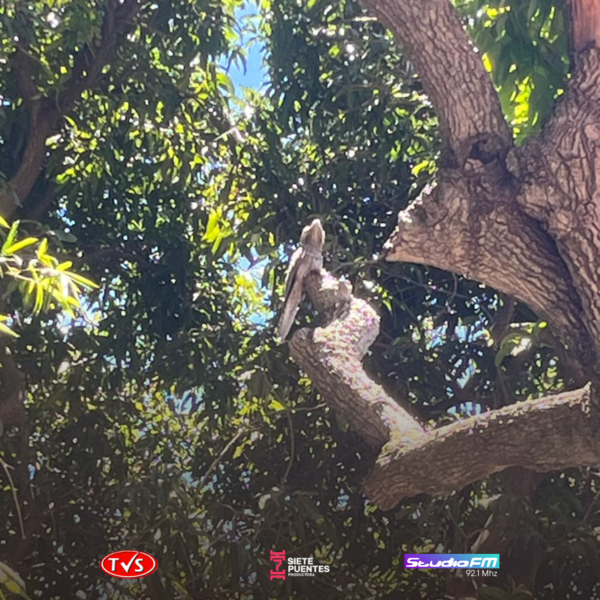 EL URUTAU EN LAS INMEDIACIONES DE LA PLAZA DE ARMAS: ADAPTACIÓN Y CONSERVACIÓN EN ÁREAS URBANAS - TVS