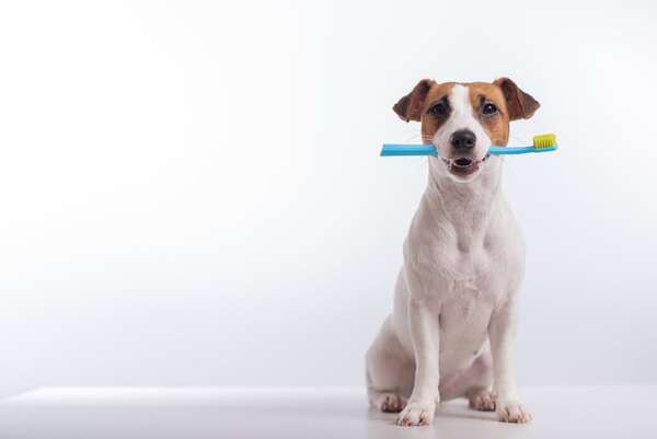 El cuidado dental en perros y gatos: ¿tu mascota necesita un cepillado? - Mascotas - ABC Color