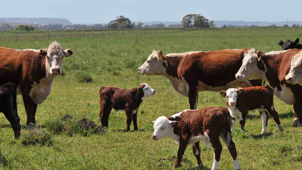 AFD Invirtió US$ 44 Millones en Agroganadería