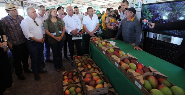 Senave trabaja con productores de mango para estimular la exportación