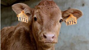A partir de febrero 2025 iniciará la identificación obligatoria de terneros y terneras | Agronegocios | 5Días