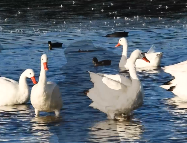 Al Natural: Criaturas de nuestras tierras - SNT