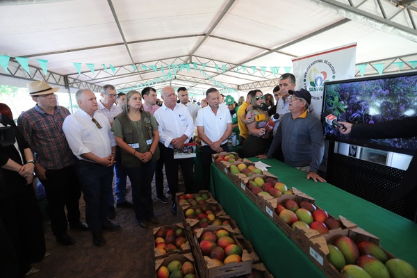 El mango recibe certificación de calidad y se proyecta como nuevo producto de exportación - 1000 Noticias