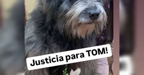 Diario HOY | Llevaron a su perro a una “guardería” y les devolvieron muerto