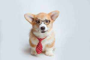 ¿Qué tan inteligente es tu perro? Pruebas caseras para medir su IQ - Mascotas - ABC Color