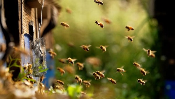 Hombre muere tras ataque de abejas en Itapúa - 1000 Noticias