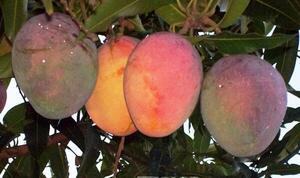 Paraguay recibe certificación internacional para el mango - ADN Digital