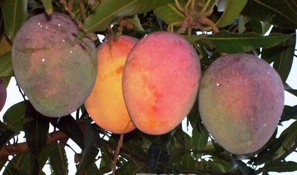 Paraguay recibe certificación internacional para el mango - ADN Digital