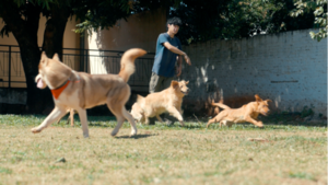 Guardería canina: opción elegida por muchos para proteger a sus mascotas de los estruendos
