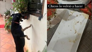 Perrita traviesa dejó sin cena a sus dueños en plena Nochebuena