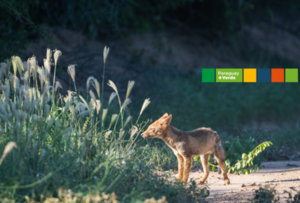 Paraguay + Verde: ¿De qué se trata este proyecto y cómo avanza? - MarketData