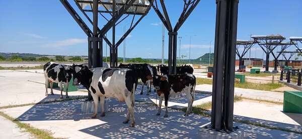 Video: vacas se “adueñan” de la Costanera Sur - Nacionales - ABC Color