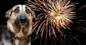 Diario HOY | Pirotecnia y mascotas: consejos para un fin de año sin miedo ni sufrimiento