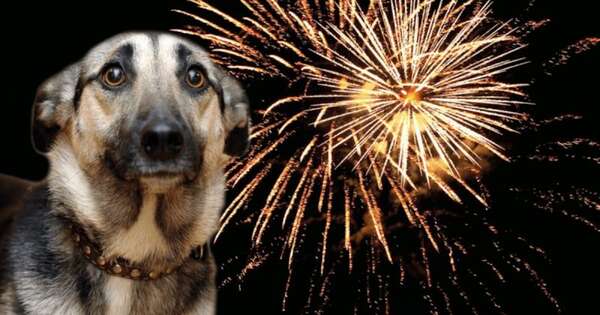 Diario HOY | Pirotecnia y mascotas: consejos para un fin de año sin miedo ni sufrimiento
