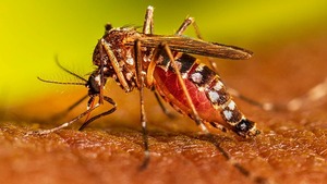 Dengue: 13 regiones con aumento de notificaciones - 1000 Noticias