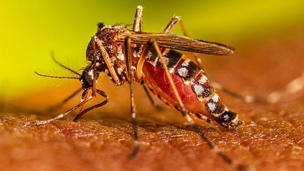 Dengue: 13 regiones con aumento de notificaciones - 1000 Noticias
