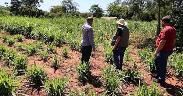 La Nación / Indert: restablecen criterios de titulación y reivindican derechos
