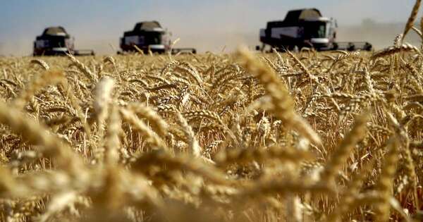 La Nación / Trigo nacional se encamina como un eslabón del sistema de siembra directa