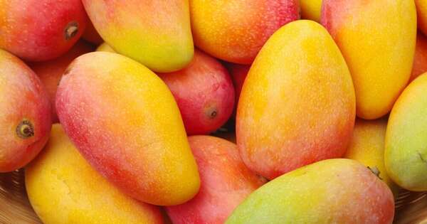 Exótica producción de mango rosa aspira ingresar a Chile