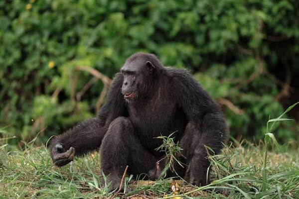 El paraíso de los Chimpancés: en Camerún protegen a esta especie en peligro de extinción - Ciencia - ABC Color