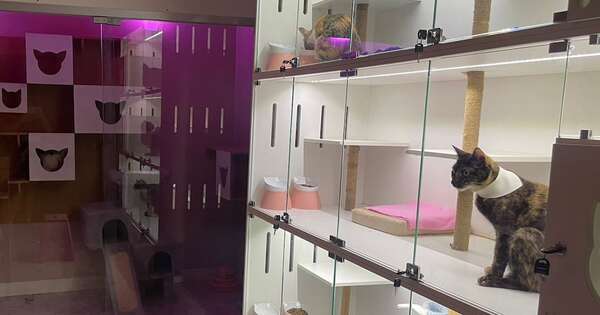 Diario HOY | El boom de los hoteles para mascotas: una opción ideal para las vacaciones