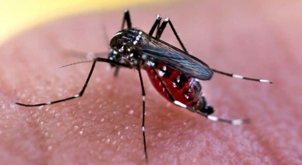 Salud en alerta por dengue debido a su aumento de notificaciones
