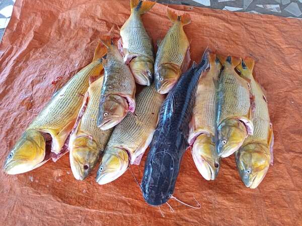 Ayolas: muy buena pesca en los últimos días del 2024 - Nacionales - ABC Color