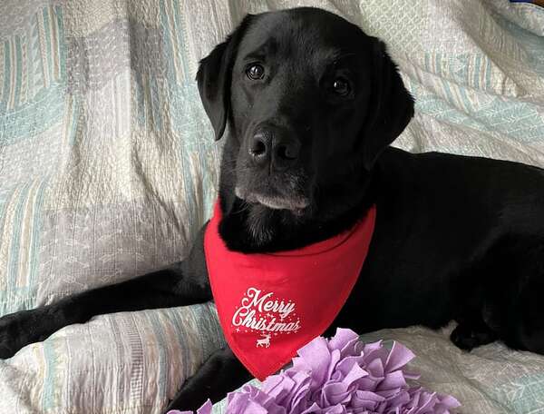 Pirotecnia: es necesario tomar medidas para proteger a las mascotas - Nacionales - ABC Color