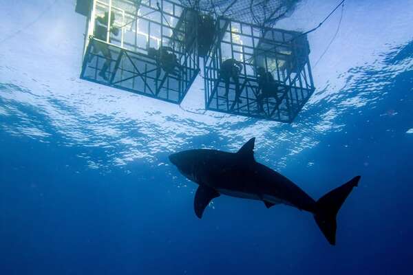 Dónde bucear con tiburones: aventura y seguridad bajo el agua - Viajes - ABC Color