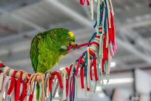 Juegos mentales para loros: ideas para mantenerlos estimulados y felices - Mascotas - ABC Color