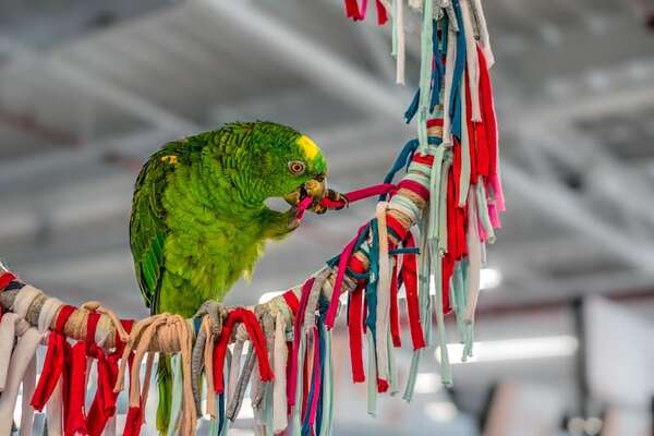 Juegos mentales para loros: ideas para mantenerlos estimulados y felices - Mascotas - ABC Color