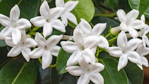 El Jazmín: Belleza y fragancia