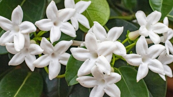 El Jazmín: Belleza y fragancia
